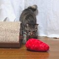 『こわい！！』突然クッションが気になりだした猫ちゃん