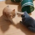 猫たちの『バトル』を見ていたら……想像をはるかに超えてくる『平和な争い…