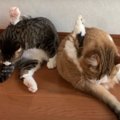 仲良し♡同じポーズで毛づくろいする親子猫ちゃんたちが可愛い♡