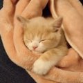 ぬいぐるみのようだった赤ちゃん猫が成長したら…『1年9ヶ月後の様子』…