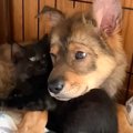 野犬の子犬に寄り添う子猫の存在…初めて心を許した尊い光景に『目頭が…