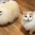 飼い主のことが大好きな『犬と猫』→久しぶりに『一緒に寝よう』と誘われた…