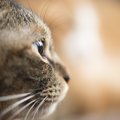 末期の猫のリンパ腫 症状や余命、飼い主として出来ること