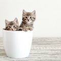 猫を多頭飼いするなら『2匹同時』に迎えるべき？　良い点・悪い点から抑え…