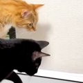 2匹の猫が『警戒していたもの』とは……『まさかの光景』に笑ってしまう…