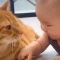 赤ちゃんからの積極的なスキンシップに……お兄ちゃん猫が見せた『優しすぎ…