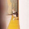 留守番する子猫達を『こっそり覗いてみた』結果…可愛すぎる『不審者チ…