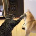 『ストーブの前』で猫と犬が鉢合わせした結果…激しすぎる『ストーブ争…