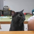 夜ご飯にサーモンを出したら、黒猫が間に座ってきて…思った以上に圧を…