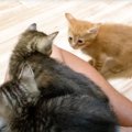 膝のうえに登ってきた2匹の赤ちゃん猫→少し時間が経つと……『尊すぎる…