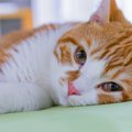 猫が体調不良のときにみせる『危険な寝姿』4つ　疑われる病気や適切な…