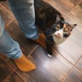 『猫を愛している人』かどうか見抜くためのポイント5つ　実はあなたも周り…