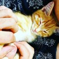 猫が「こちょこちょパー」をするのはなぜ？