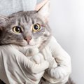 猫の長生きのため「健康診断」でチェックしたい11の事