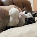 猫についつい『人の子供』のように接してしまう瞬間４つ