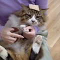 元野良猫の初めての爪切りで『ガムテープ』を使用してみた結果…まさかすぎ…