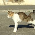 猫がんんー！と『体を伸ばしながら歩く』5つの理由　健康のため？落ち…