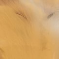 狭いケースの中に『白猫』が入った結果…みっちり詰まる『砂糖のような光景…