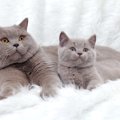 【獣医師監修】ブリティッシュショートヘアってどんな猫？特徴や性格から…