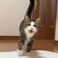 遠くのほうにいる猫の名前を呼んでみると、鳴き声が…『たまらなく可愛…