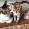 先住猫はお世話をサポート！すっかり馴染んだ預かり子猫ズ♪