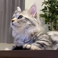 『イケメン猫に恋をしてしまった美少女な猫』が話題に　熱い視線を送…