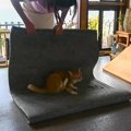 猫がいる部屋で『ラグを交換』しようとしたら…思わぬ行動が可愛すぎる…