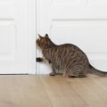 猫を閉じ込めがち…！ハイリスクな場所５つ