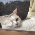 猫ちゃんの“ぶちゅー”なお顔が可愛すぎる♡