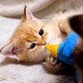 寝転がってくつろいでいる"赤ちゃん猫たち"→そっと起き上がらせ…