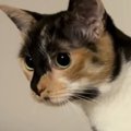お風呂掃除をするパパをじっと見つめる猫→助けたいようで…一生懸命な…