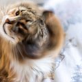 猫が激しく『頭を振っている』ときの原因5つ　なかには要注意な病気が…