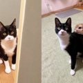 人を怖がり威嚇が止まない子猫……“無二の親友”がもたらした変化とは？