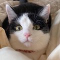 飼い主を『愛おしい』と思っている猫がする仕草５つ