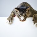 猫のしつけ方について トイレや爪とぎの方法