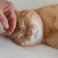 猫も『かまって欲しい』時ってあるの？５つの仕草・行動