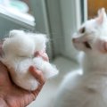 猫が『毛球症』になる3つの原因とは？その症状と対処法を解説！