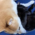 『犬をダメにするクッション』に猫が乗った結果…まさかの『可愛すぎる…