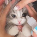 イヤイヤ目薬を差された子猫→終わった瞬間に…あまりにも可愛すぎる『復讐…