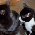 黒猫に甘えたいハチワレ猫→体に触れて『おねだり』すると…尊すぎる『…