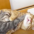 全然起きない兄猫を起こしちゃおう♪妹猫が試す3つの秘策とは！？