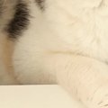 家の中で行方不明になった猫→３０分後、『意外な場所』で見つかって…&…