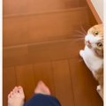 一緒に階段を降りようとする猫に『イタズラ』を仕掛けてみたら…可愛すぎる…