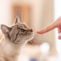 猫が相手によって『態度を使い分ける』理由5つ　なぜ違いがあるの？距離を…