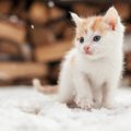 猫が『寒さに弱い』といわれる3つの理由と対策