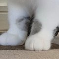 おもちゃを運んできた猫→『口元』をよく見たら、１つではなくて…まさかの…