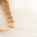 猫の『しっぽ』が持つ3つの大切な役割　どうしてあんなに自由自在に動…