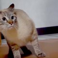 猫vs初めてみるお客様！ハプニングに背中の毛も逆立つ