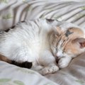 猫が『ずっと寝ている』4つの理由　睡眠に関する知識や見逃せない注意…