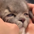 病院から帰ってきた猫→家にいた他の猫から『拒絶』されて…まさかの光景が2…